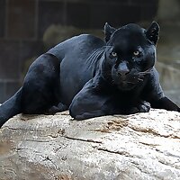 Pantherjet